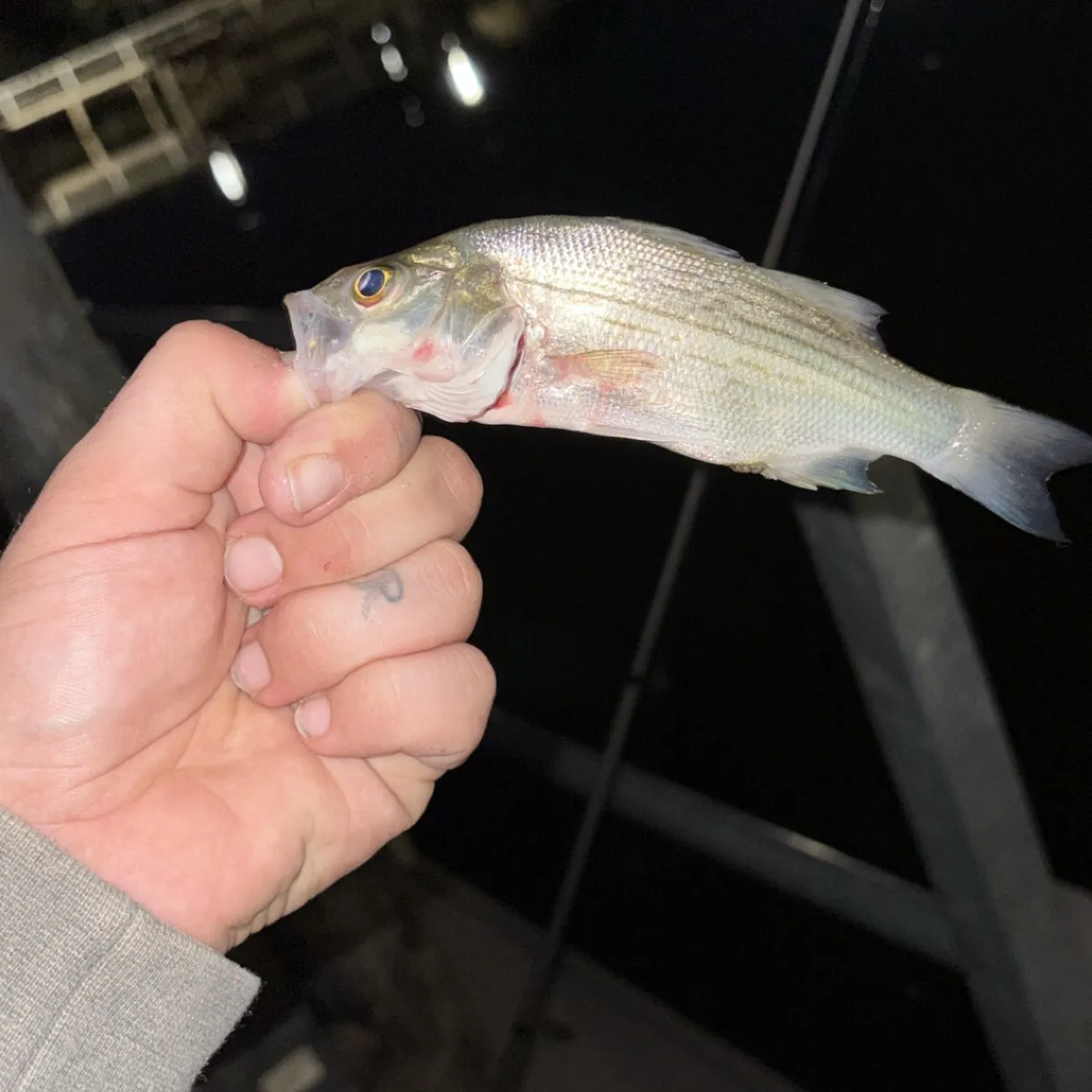 White bass caught on Fishbrain