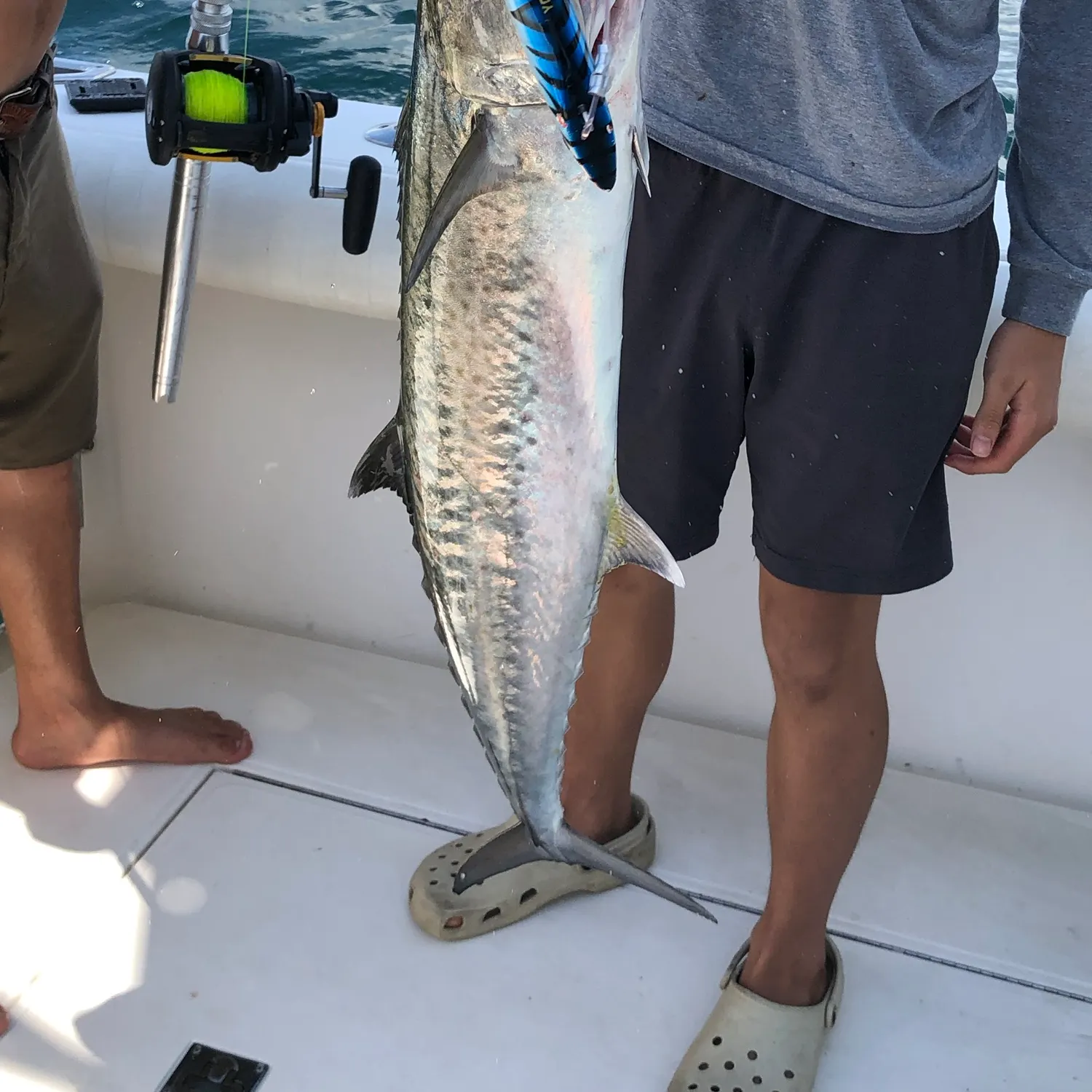 The most recent King mackerel catches on Fishbrain