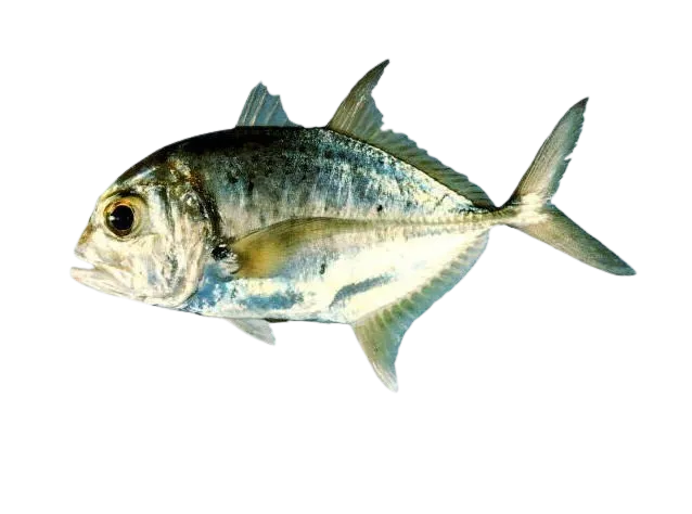 Bluespotted trevally