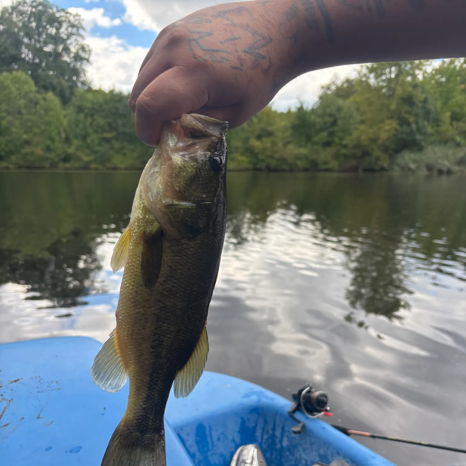 Largemouth bass caught on Fishbrain