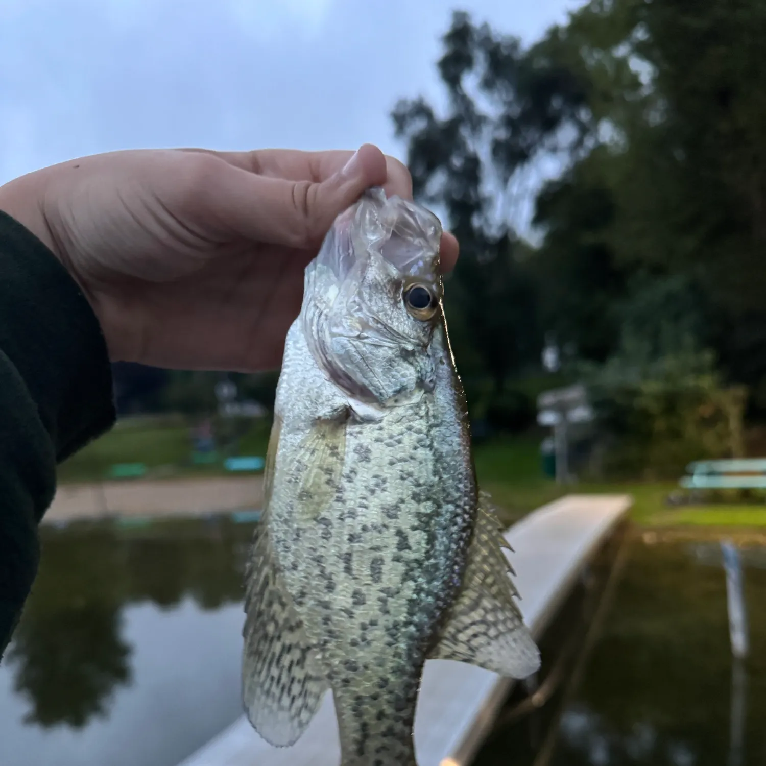 Black crappie caught on Fishbrain