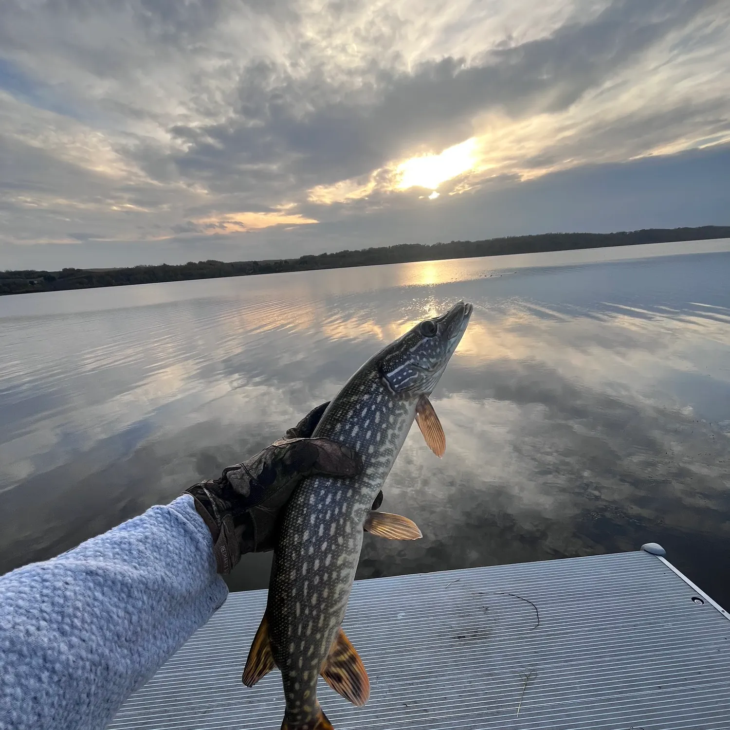 Northern pike caught on Fishbrain