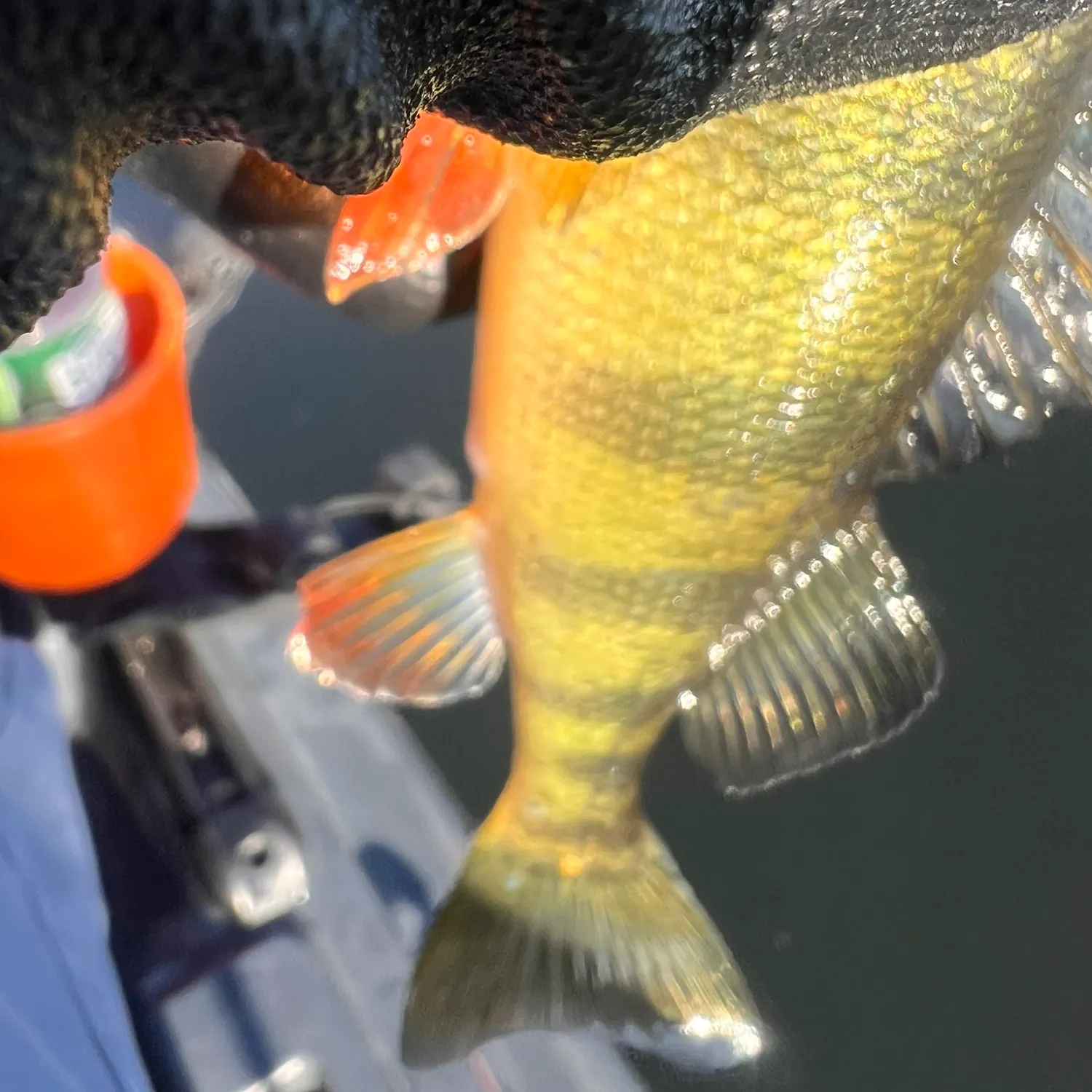 Yellow perch caught on Fishbrain