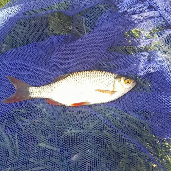Common roach caught on Fishbrain