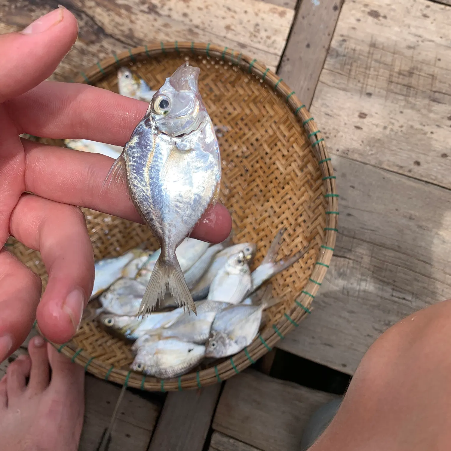 The most recent Orangefin ponyfish catches on Fishbrain