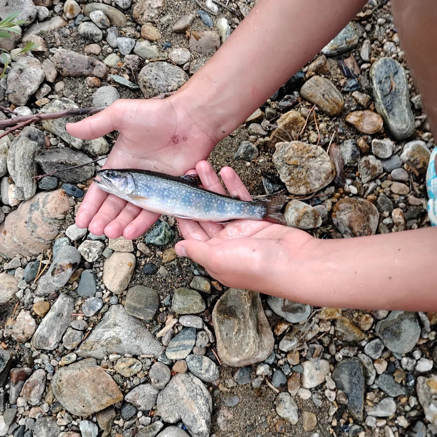 Brook trout caught on Fishbrain