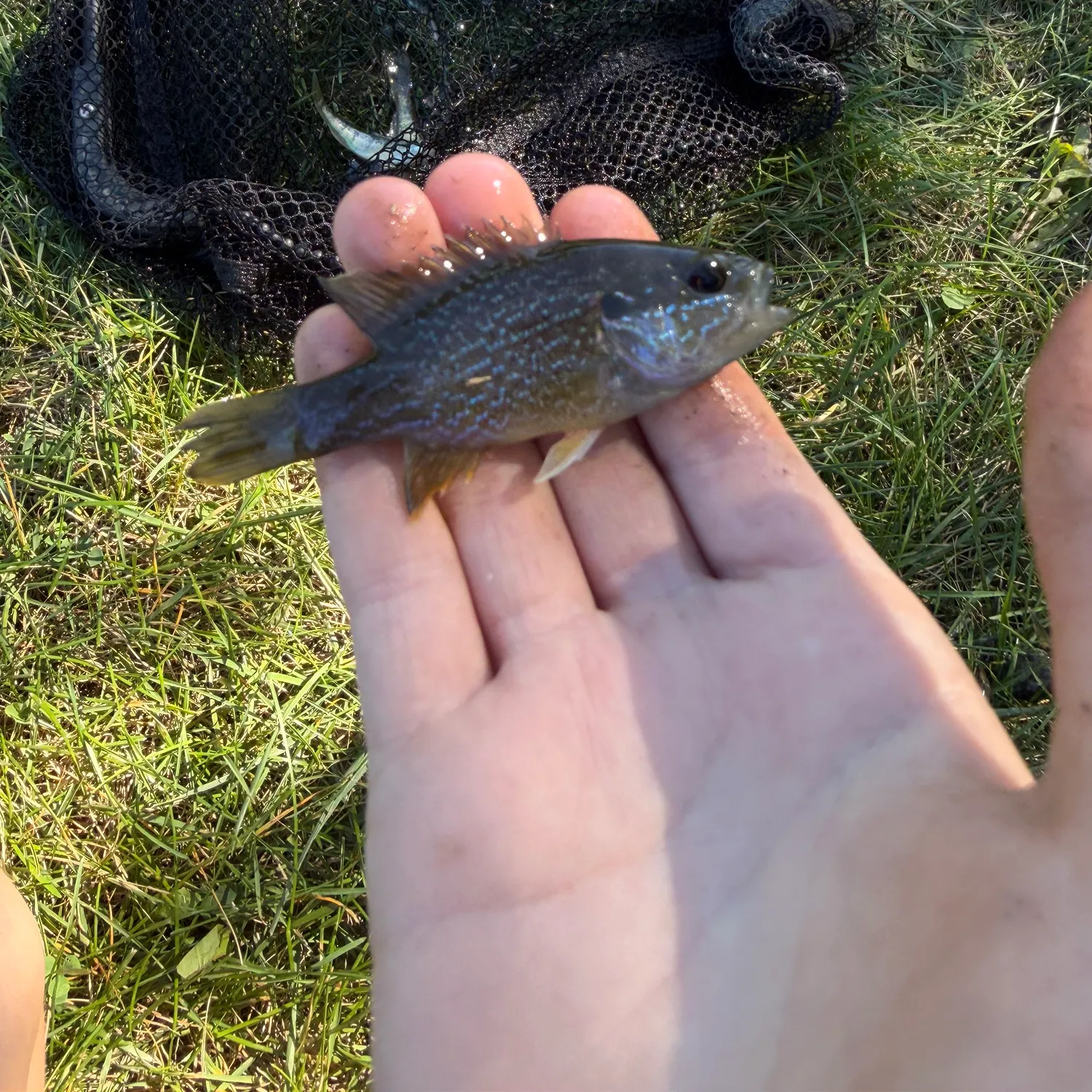 Greengill hybrid caught on Fishbrain