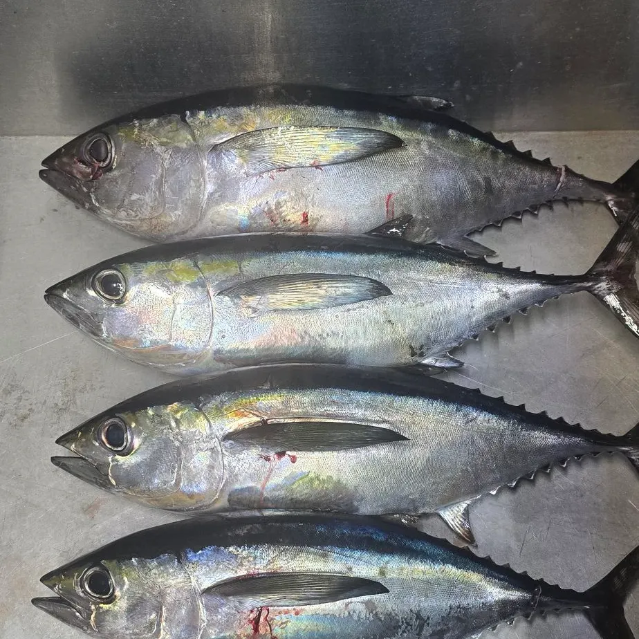 The most recent Blackfin tuna catches on Fishbrain