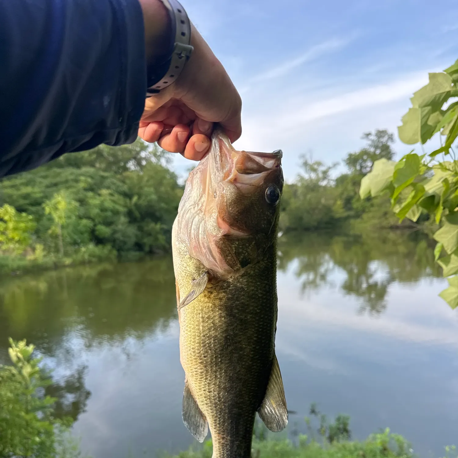 Largemouth bass caught on Fishbrain