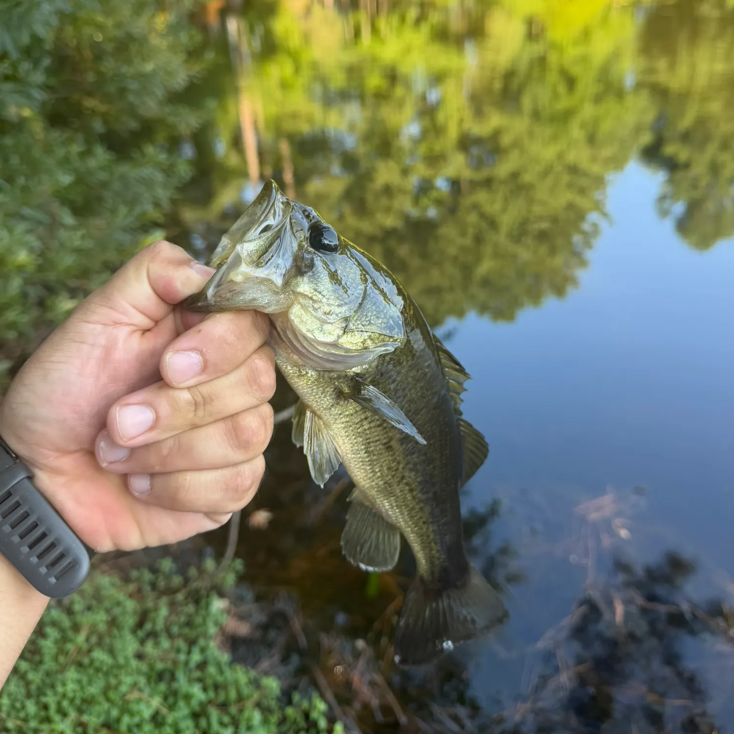 Largemouth bass caught on Fishbrain