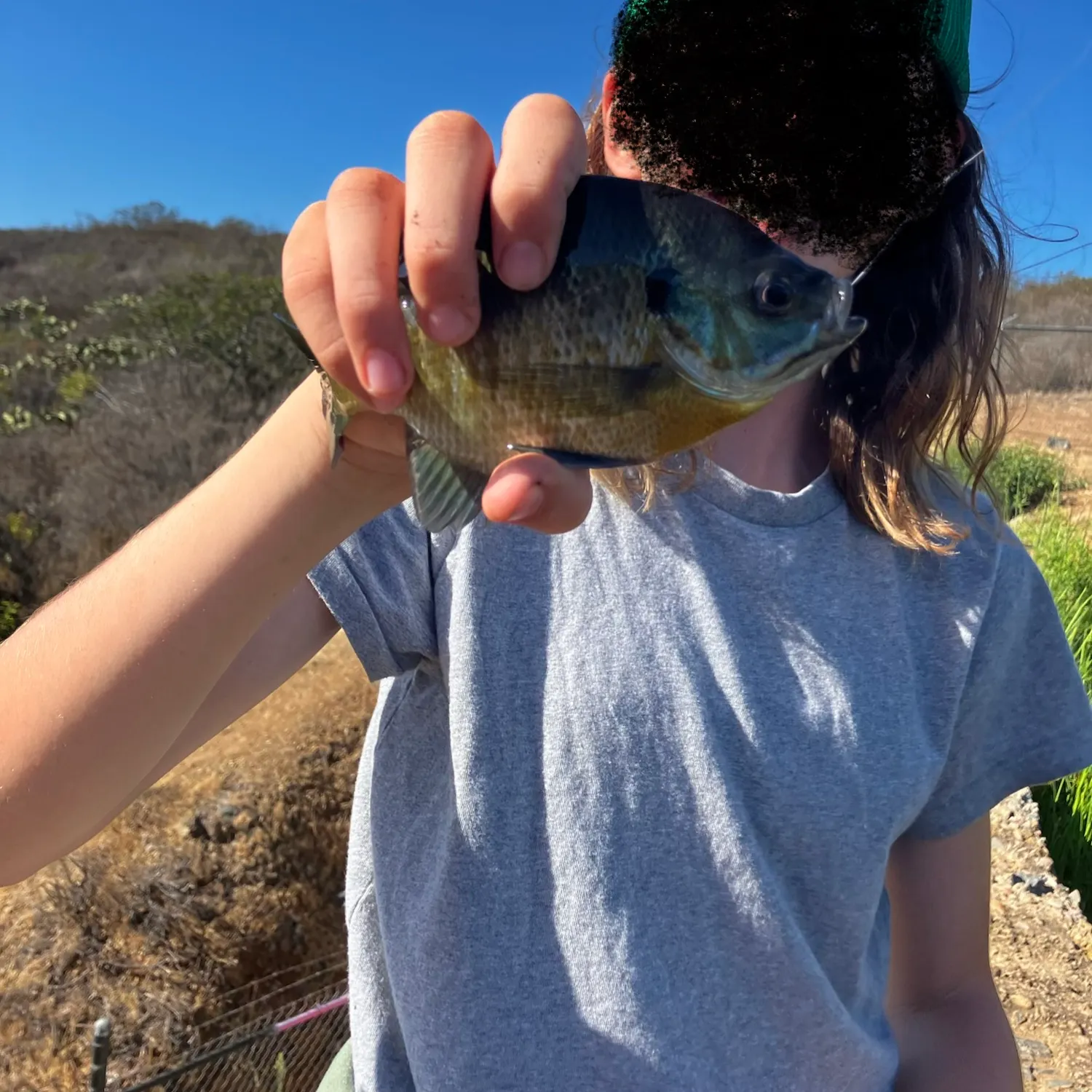 Bluegill caught on Fishbrain