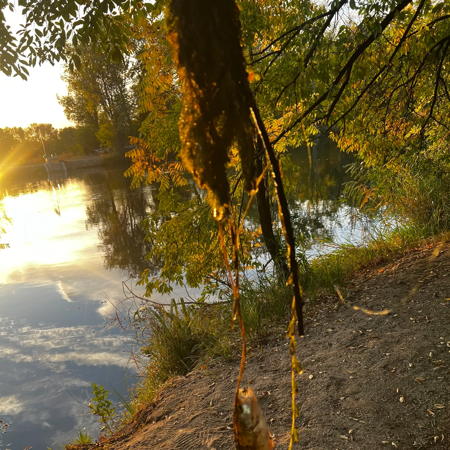 Yellow perch caught on Fishbrain
