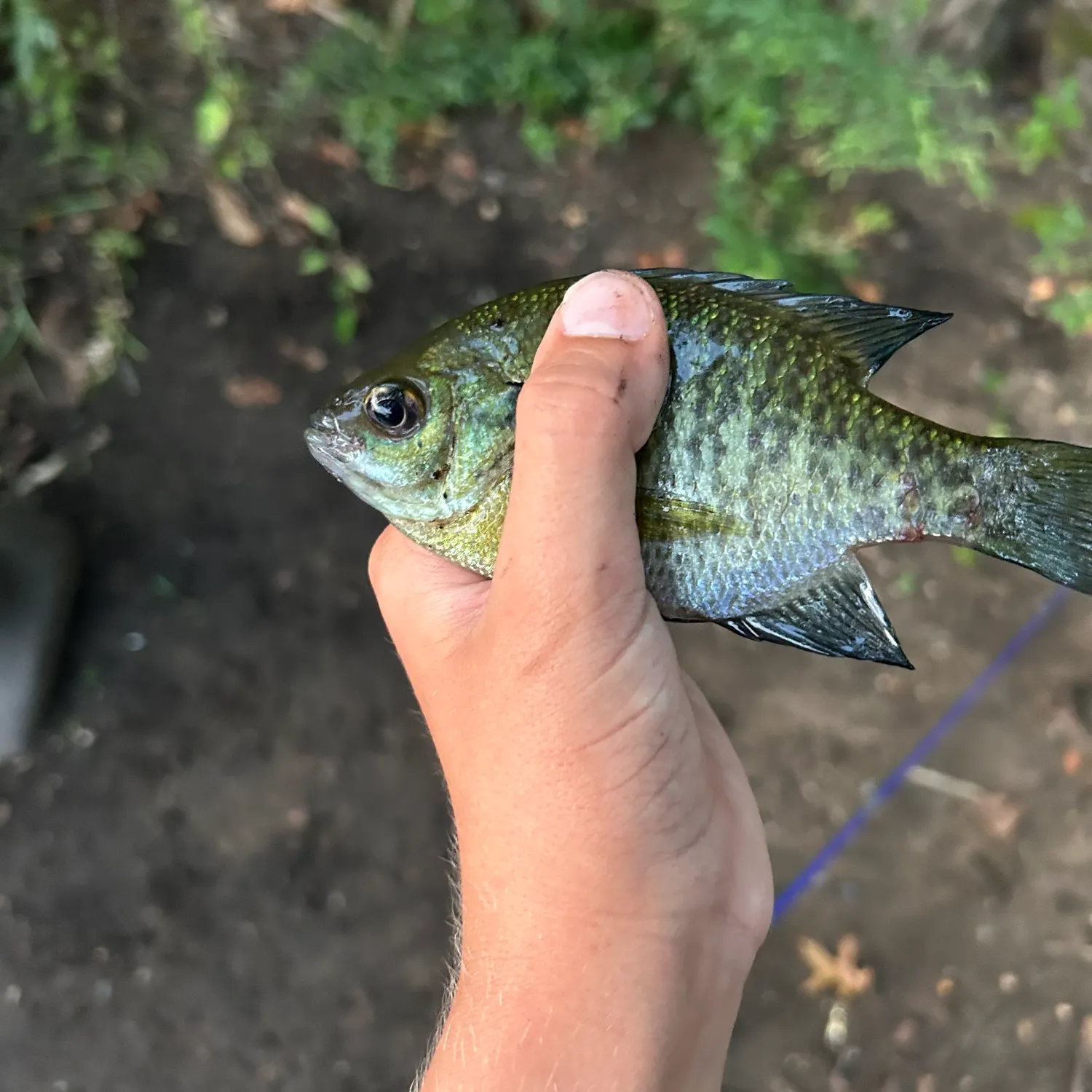 Bluegill caught on Fishbrain