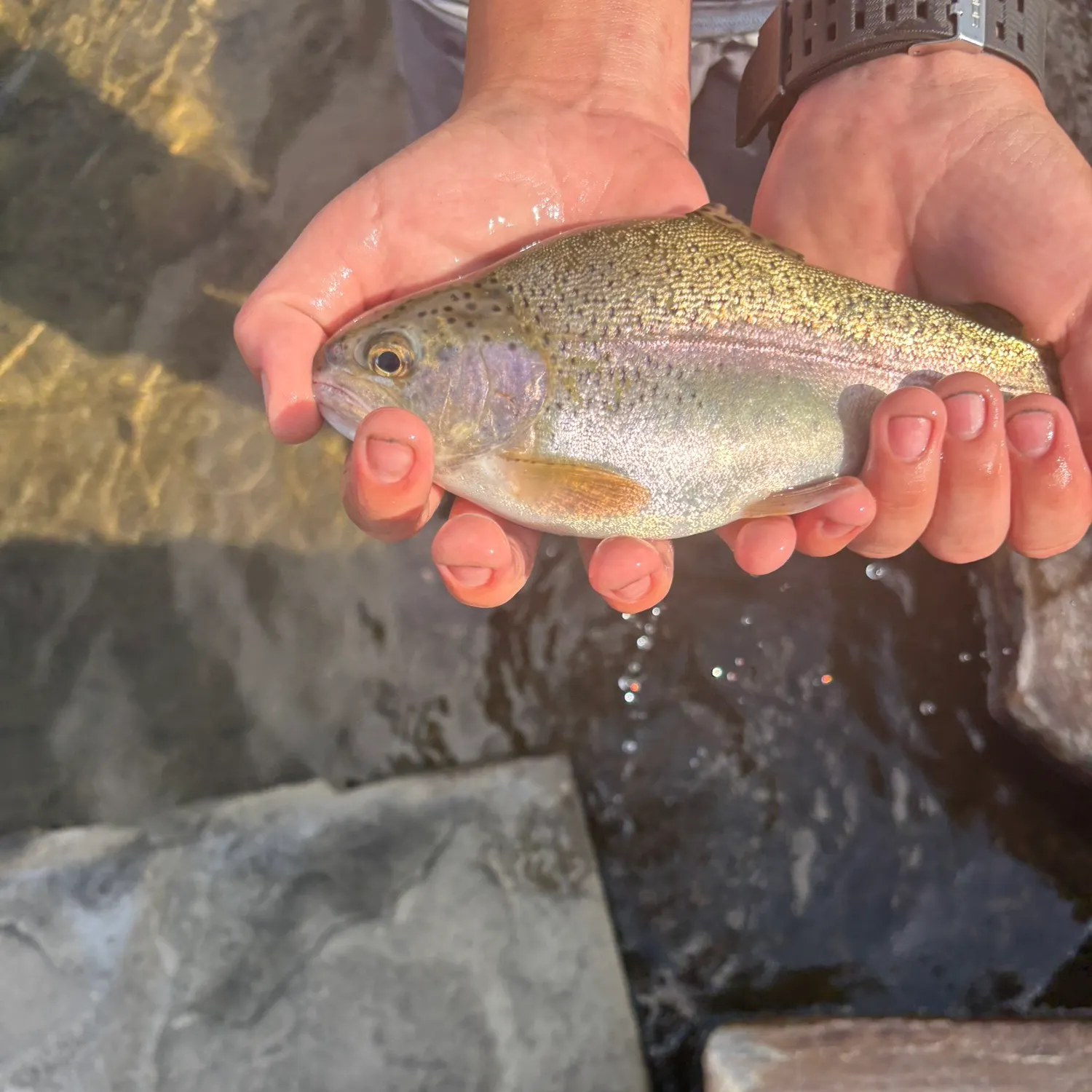 Rainbow trout caught on Fishbrain