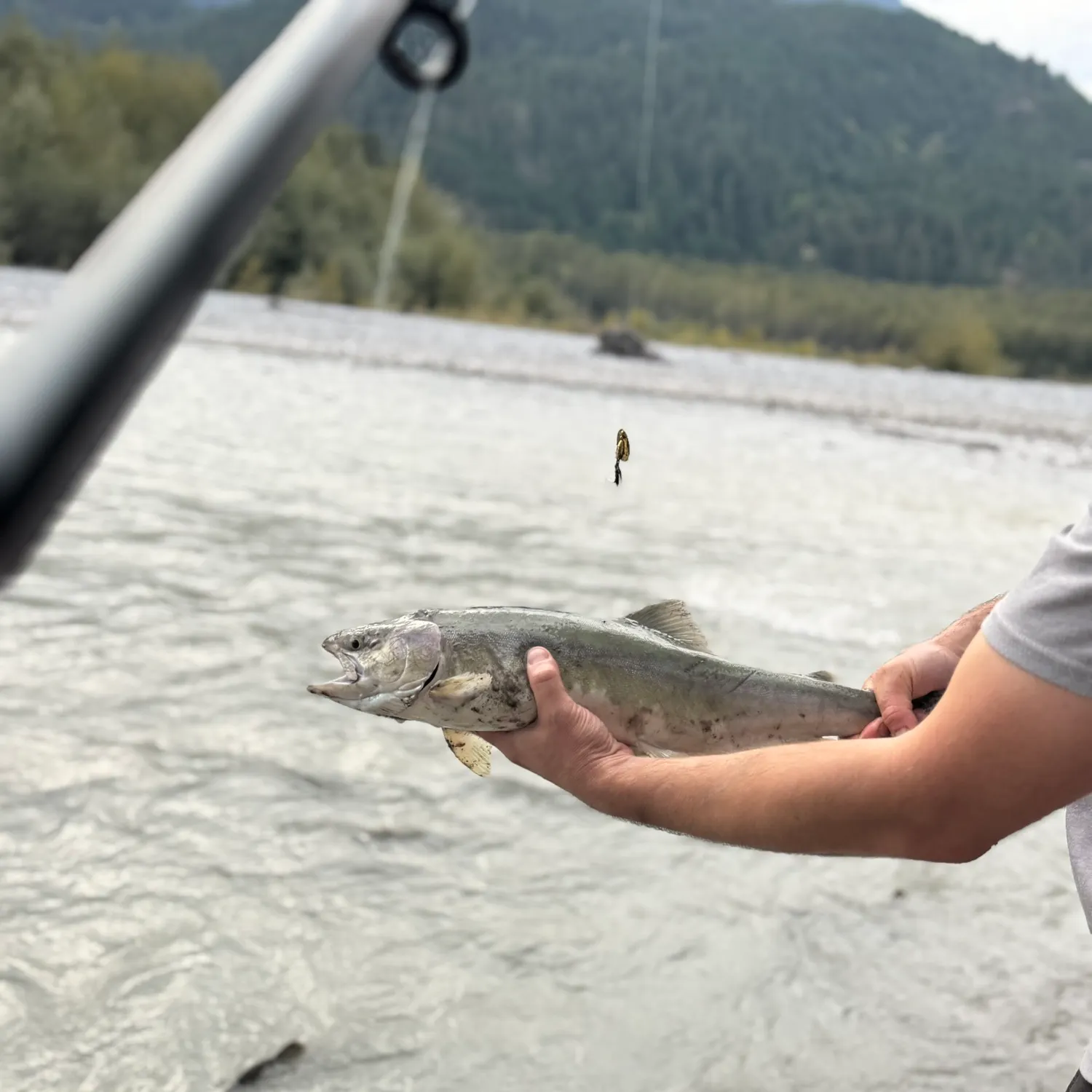 Pink salmon caught on Fishbrain