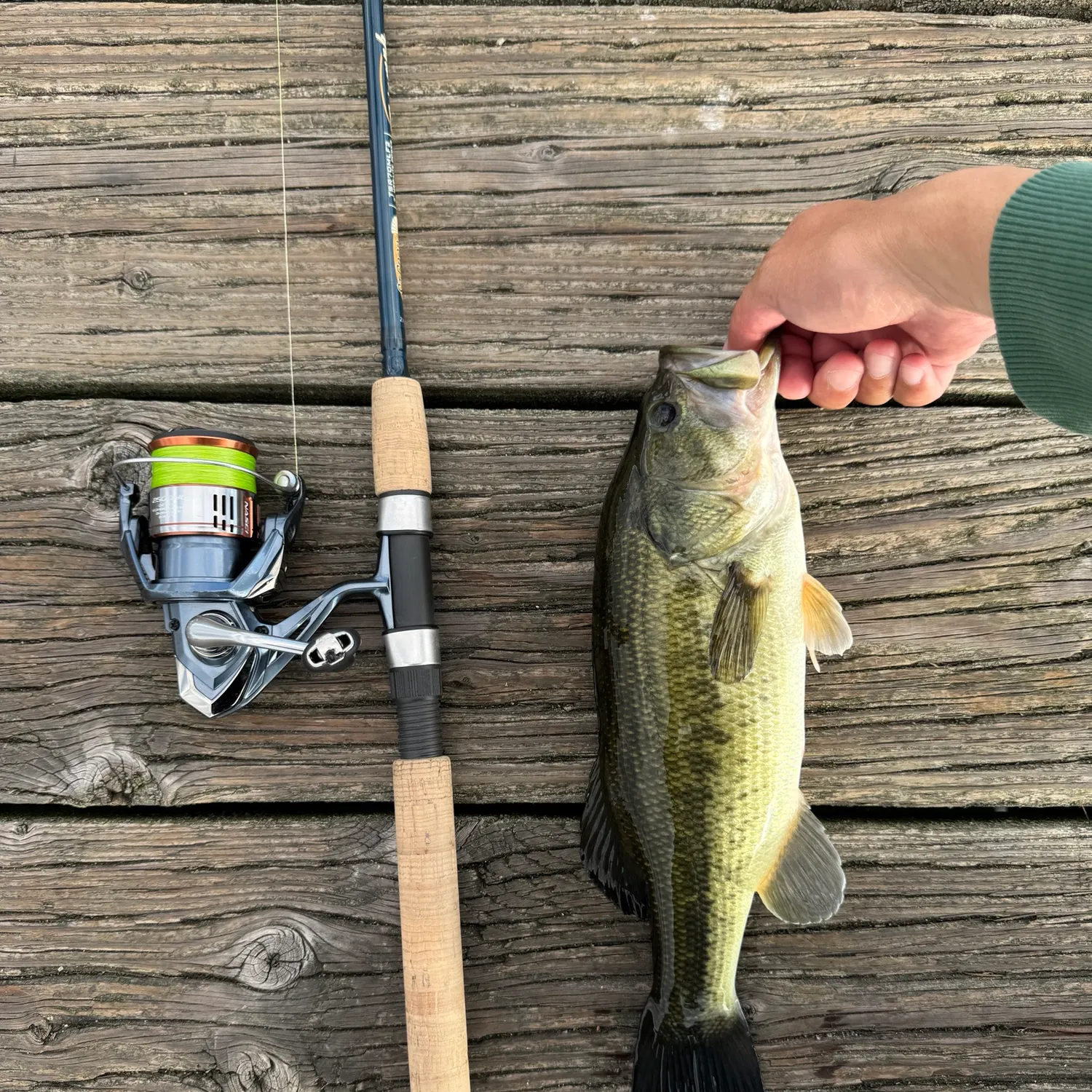 Largemouth bass caught on Fishbrain