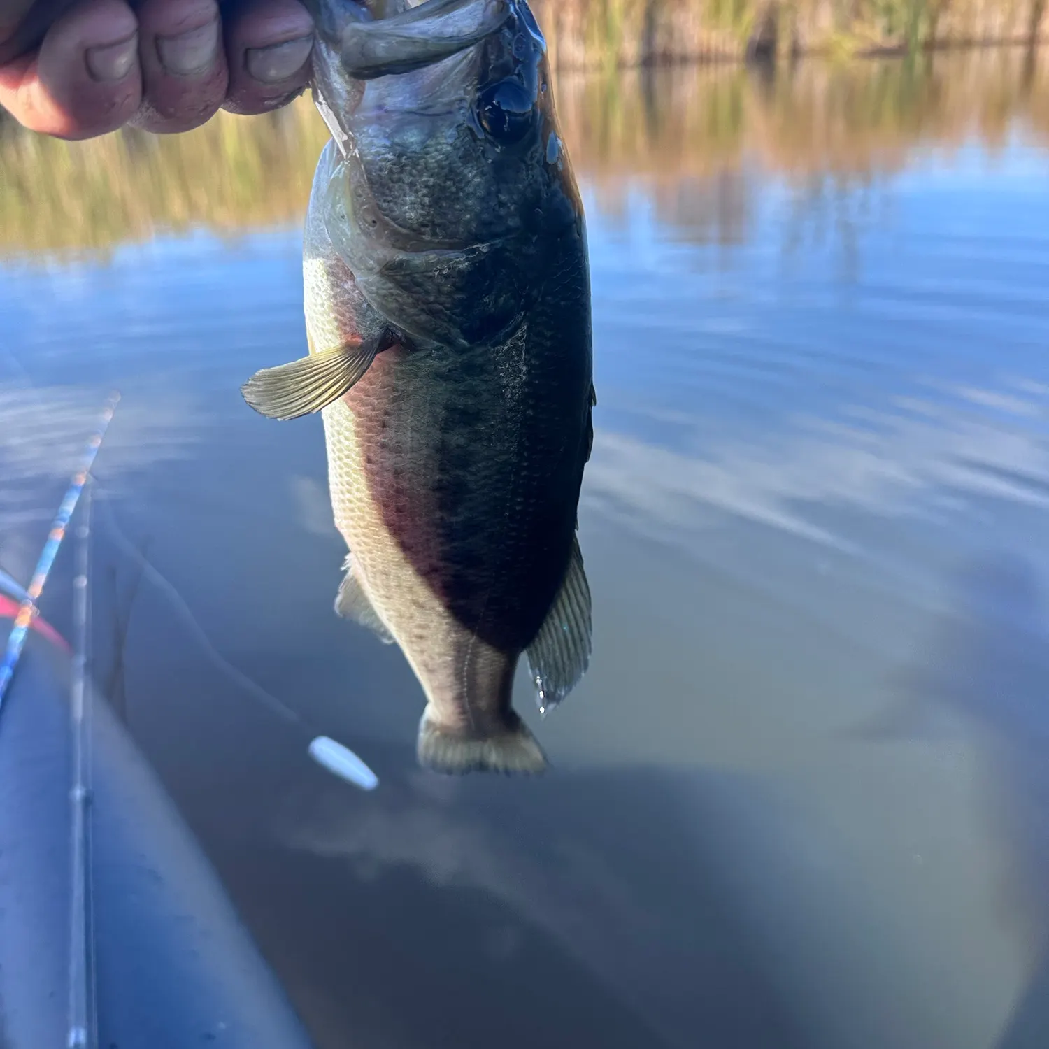 Largemouth bass caught on Fishbrain