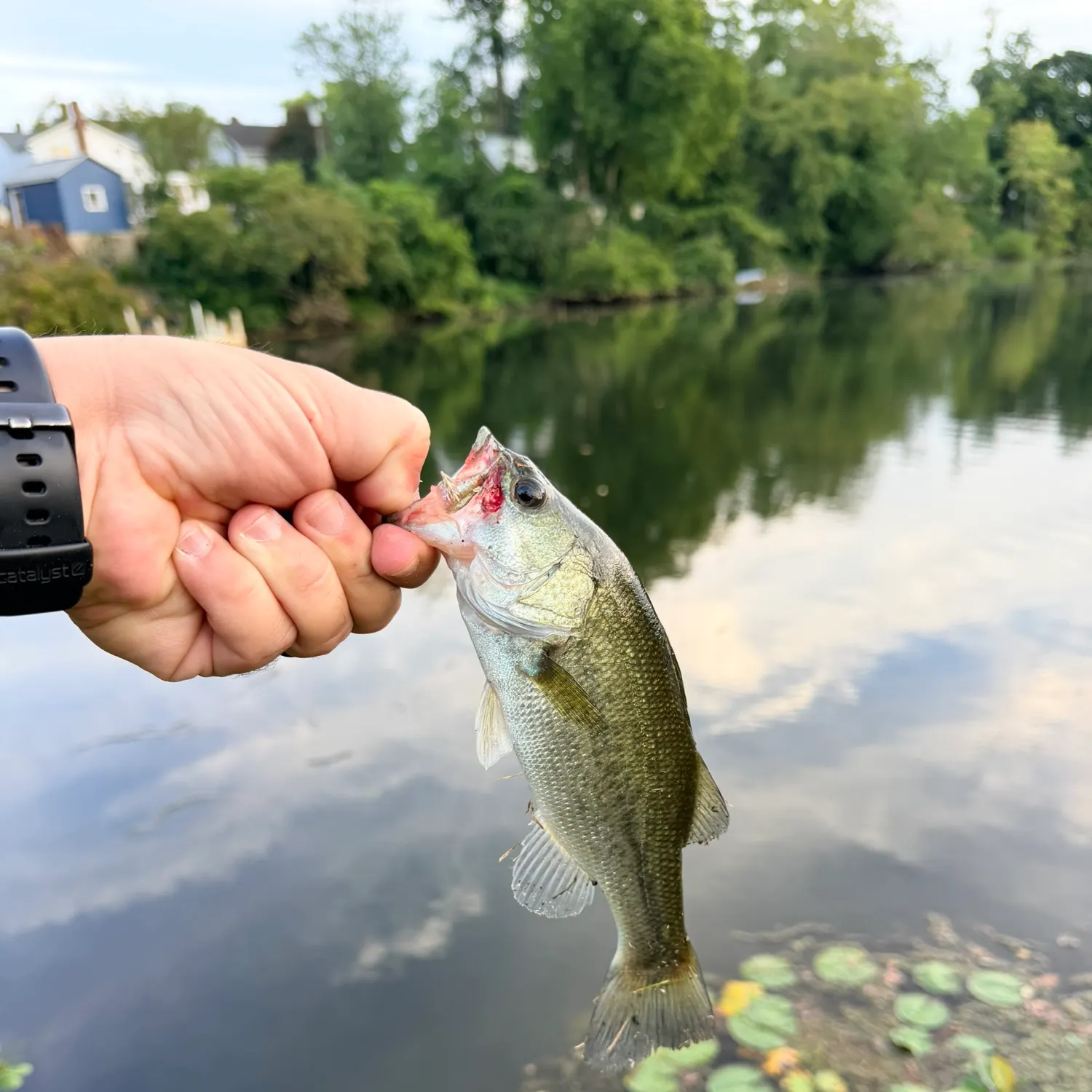 catch