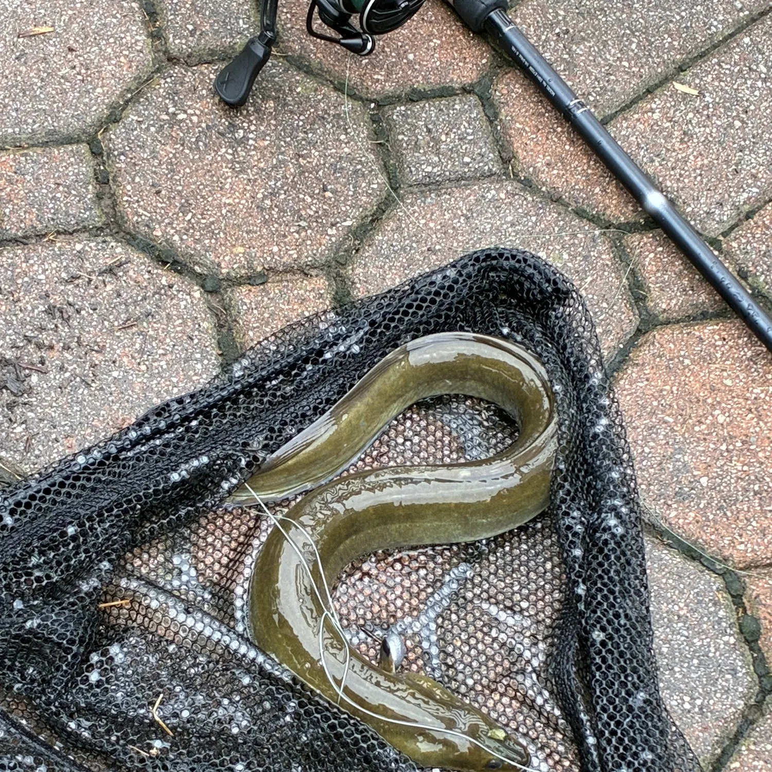 American eel caught on Fishbrain