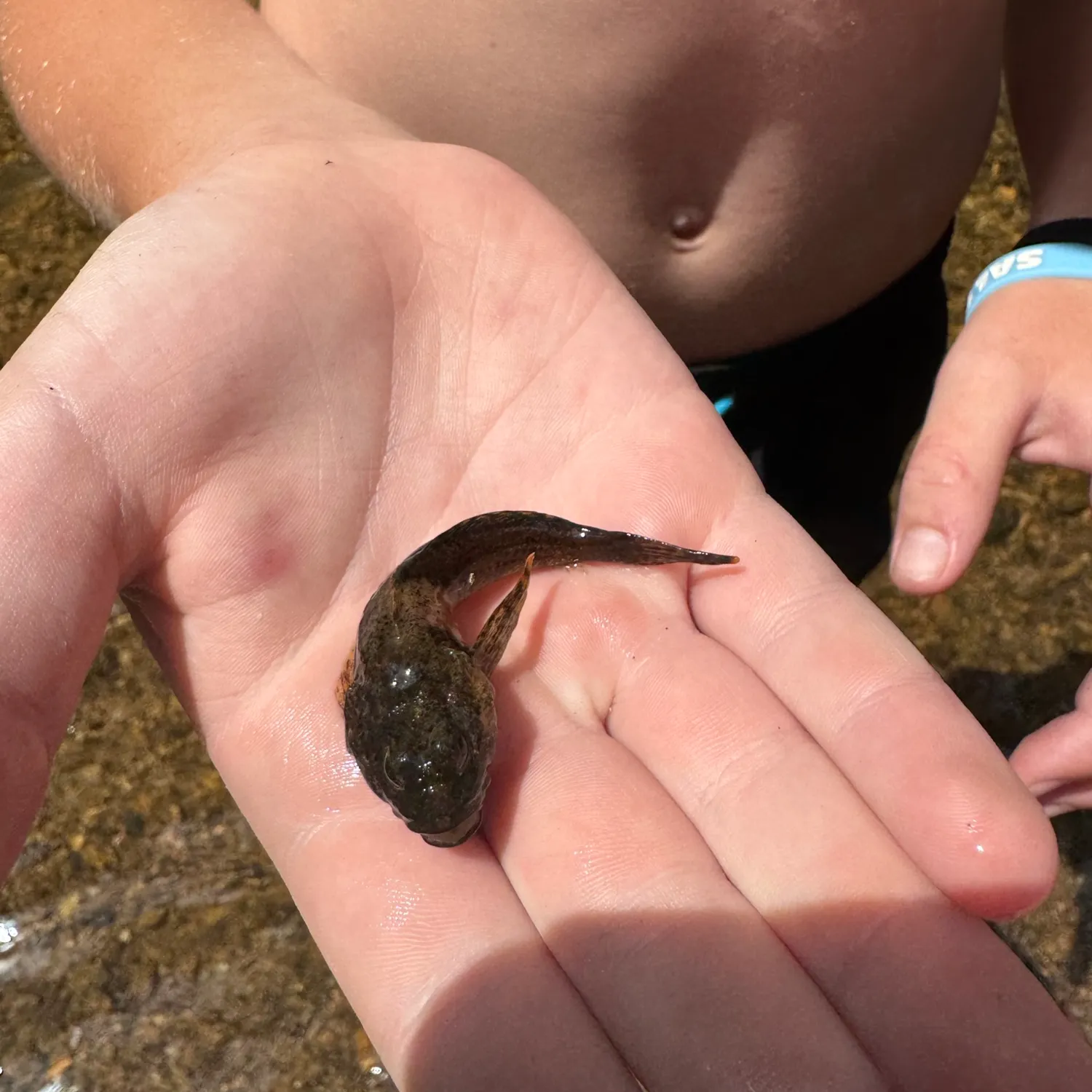 The most recent Pug-headed mudskipper catches on Fishbrain