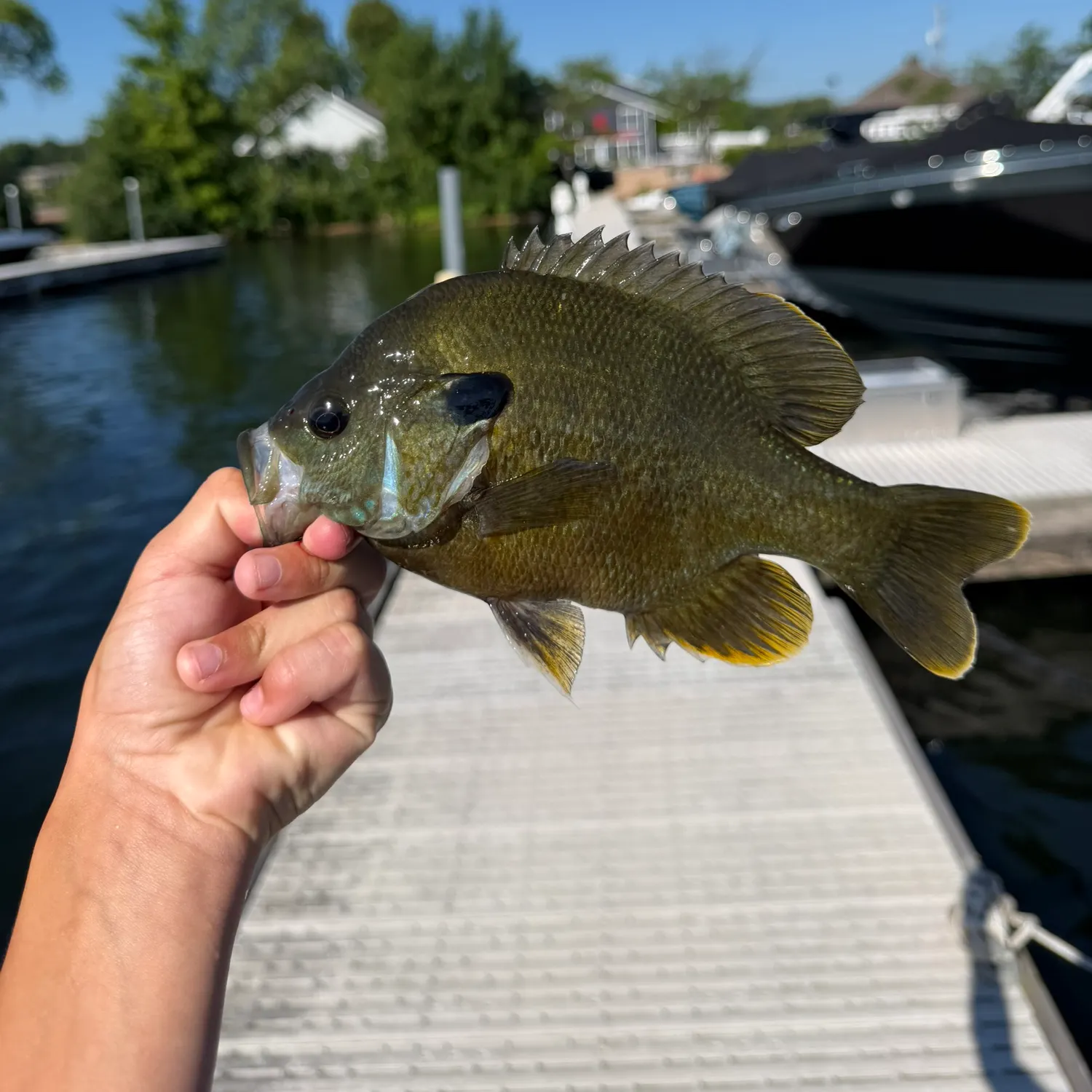catch