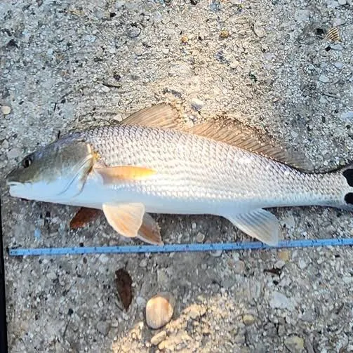 Red drum caught on Fishbrain
