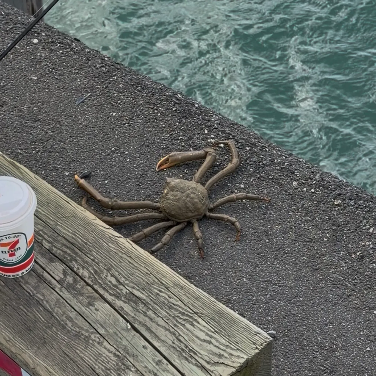 The most recent Opilio snow crab catches on Fishbrain