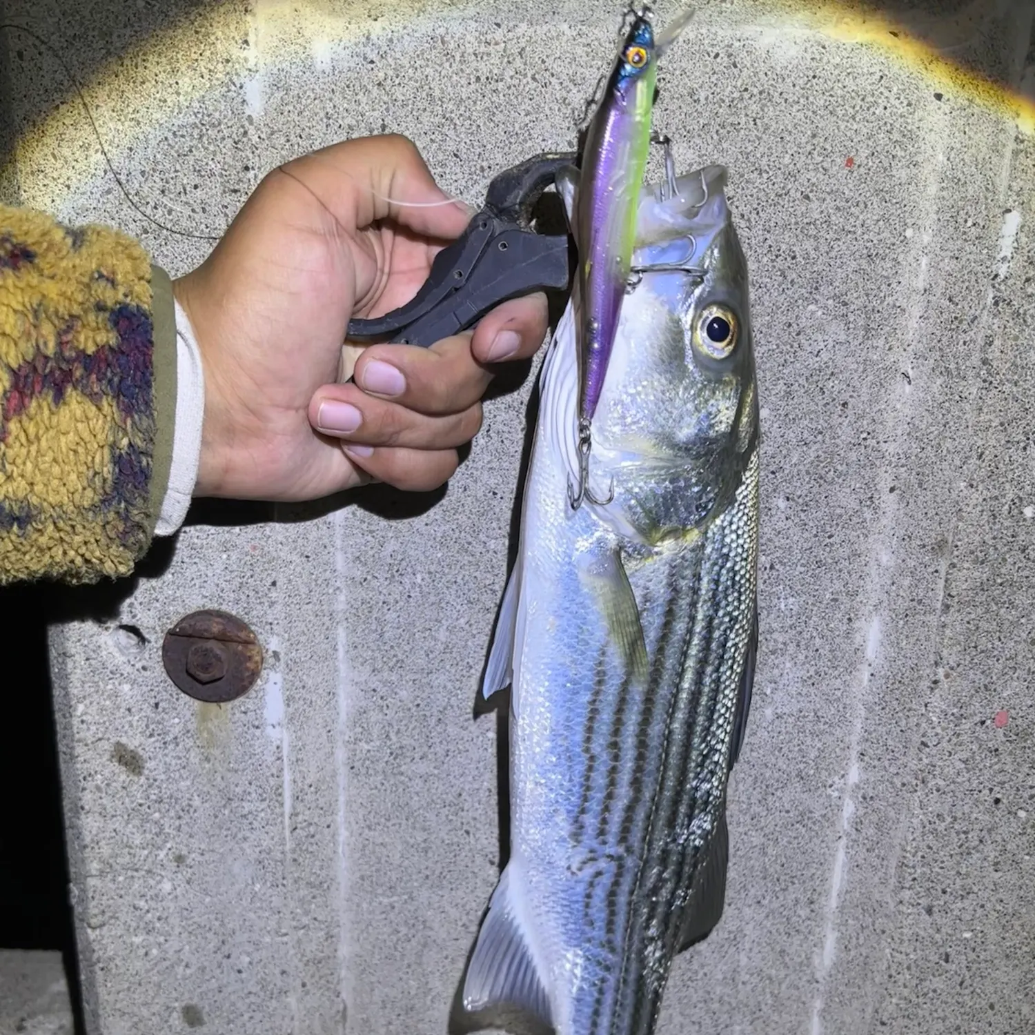 Striped bass caught on Fishbrain