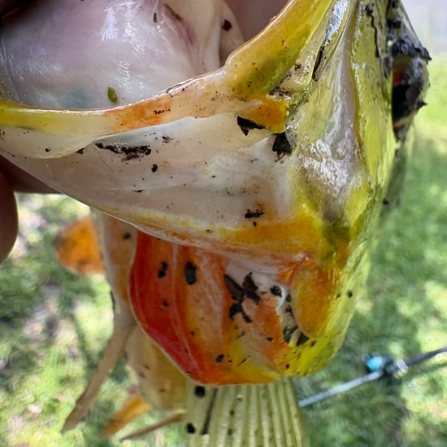 The most recent Butterfly peacock bass catches on Fishbrain