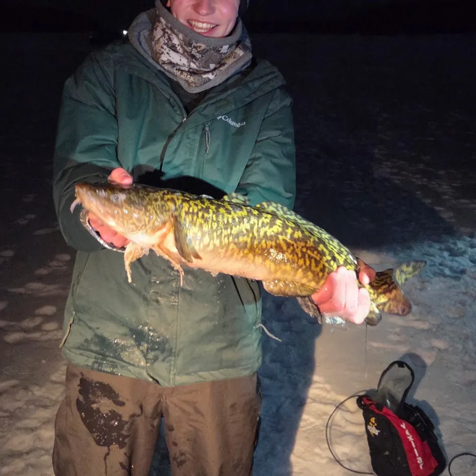 The most recent Burbot catches on Fishbrain