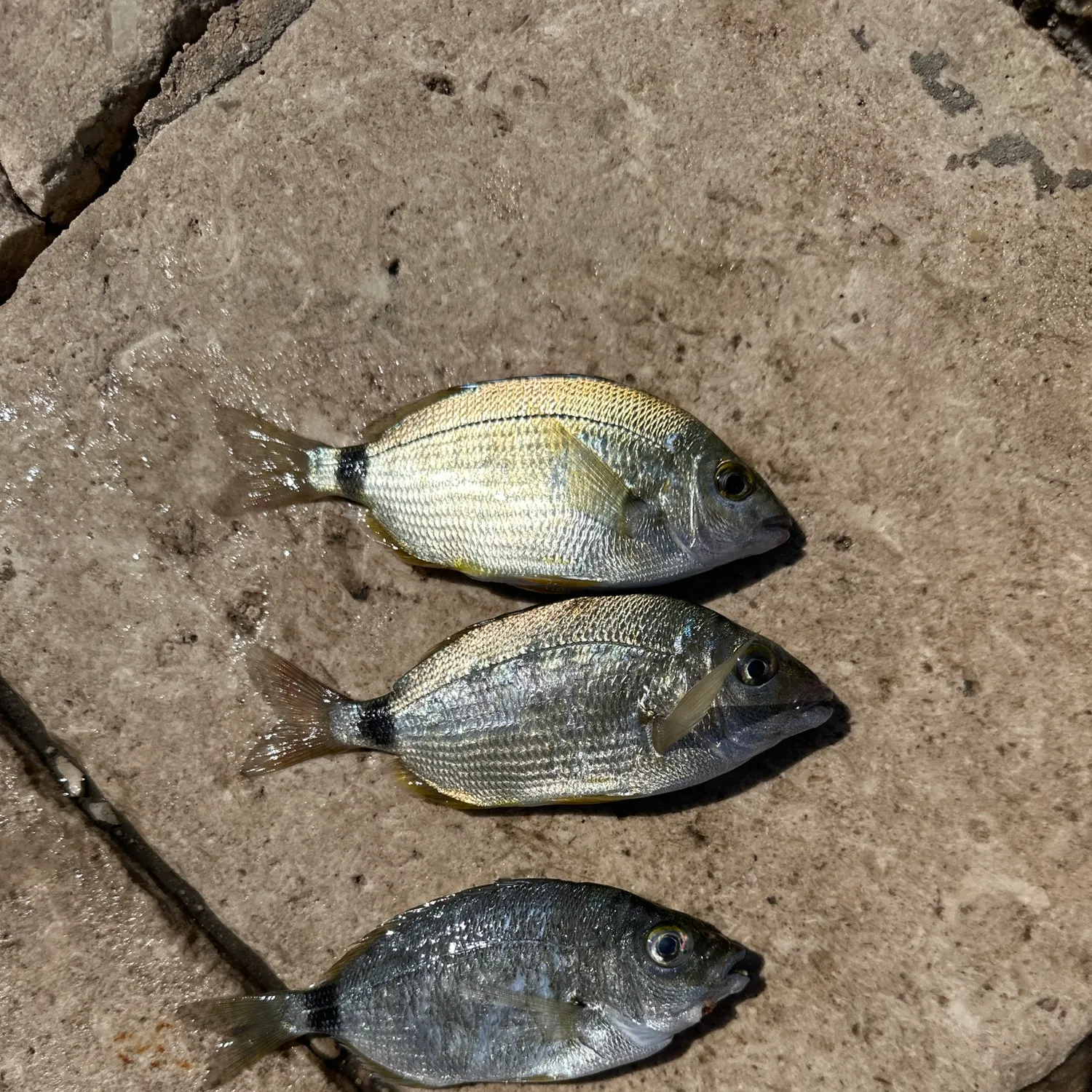 recently logged catches
