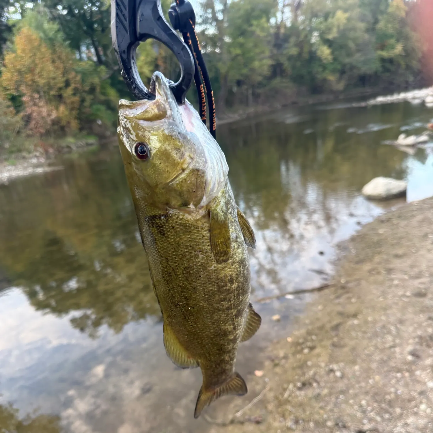 Smallmouth bass caught on Fishbrain