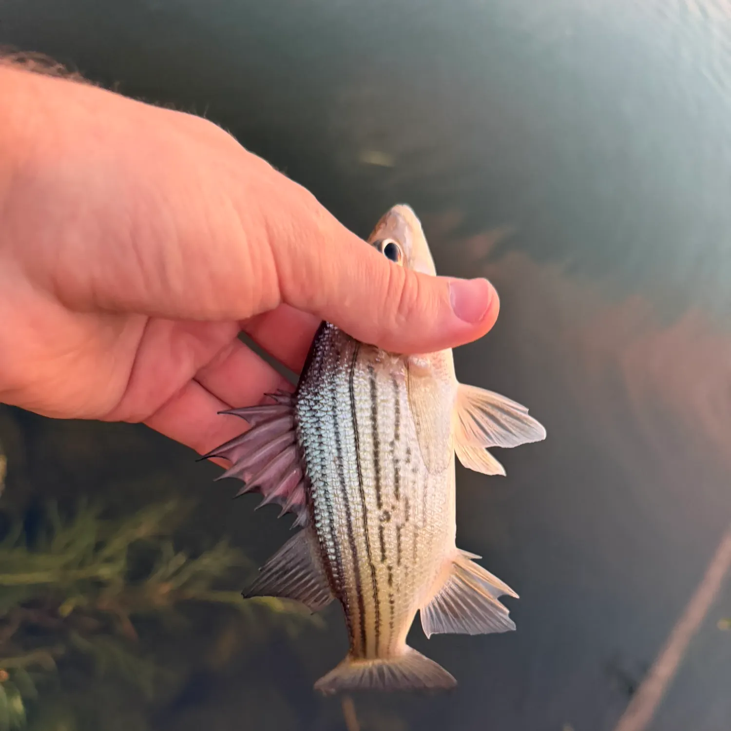 Yellow bass caught on Fishbrain