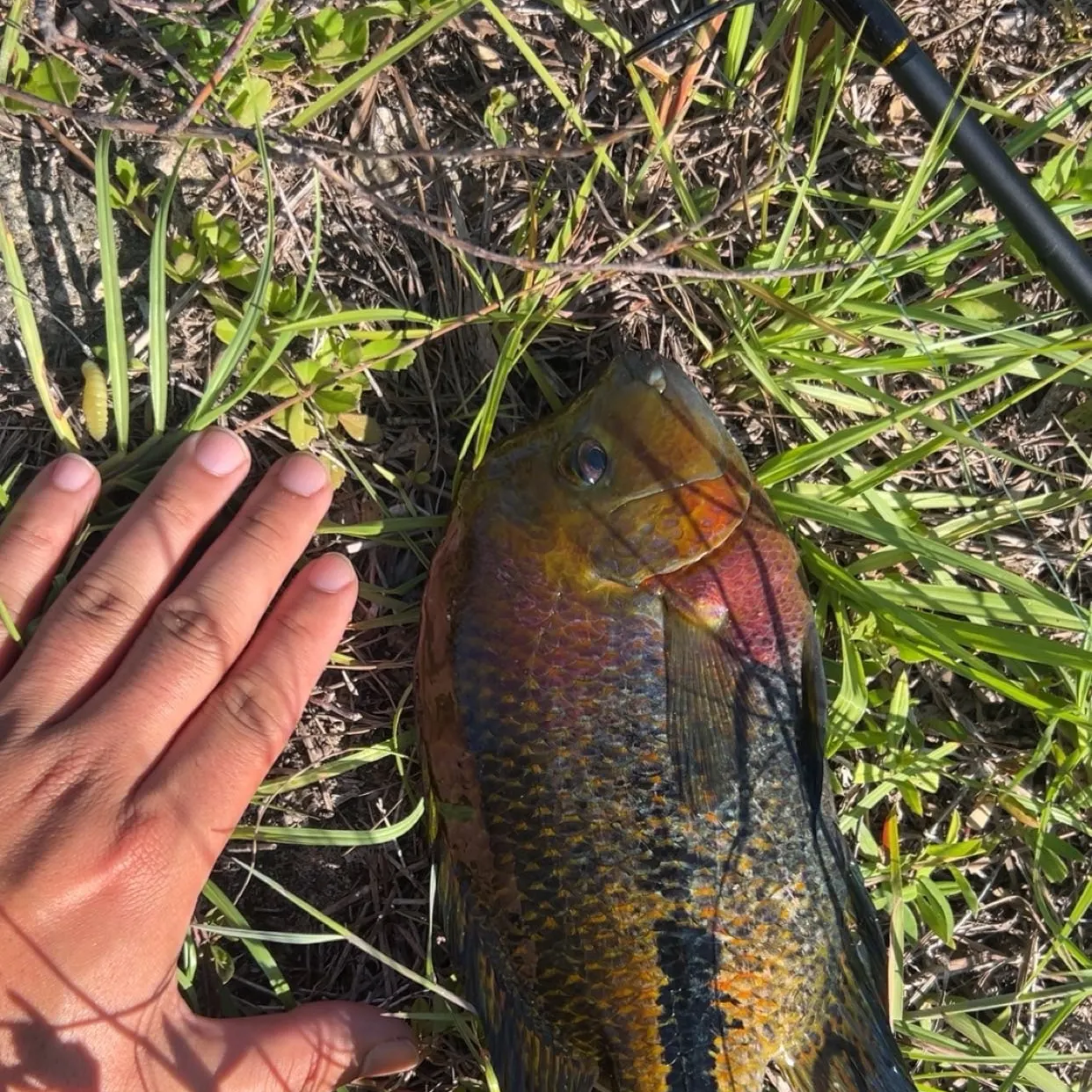 The most recent Redhead cichlid catches on Fishbrain
