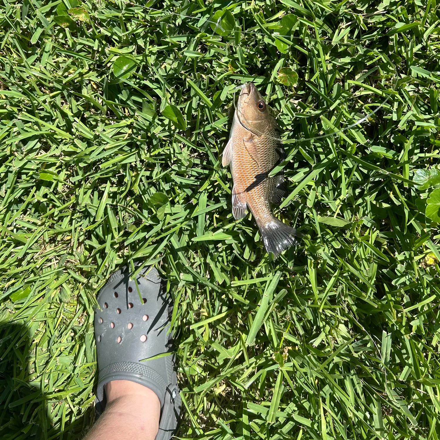 Mangrove snapper caught on Fishbrain