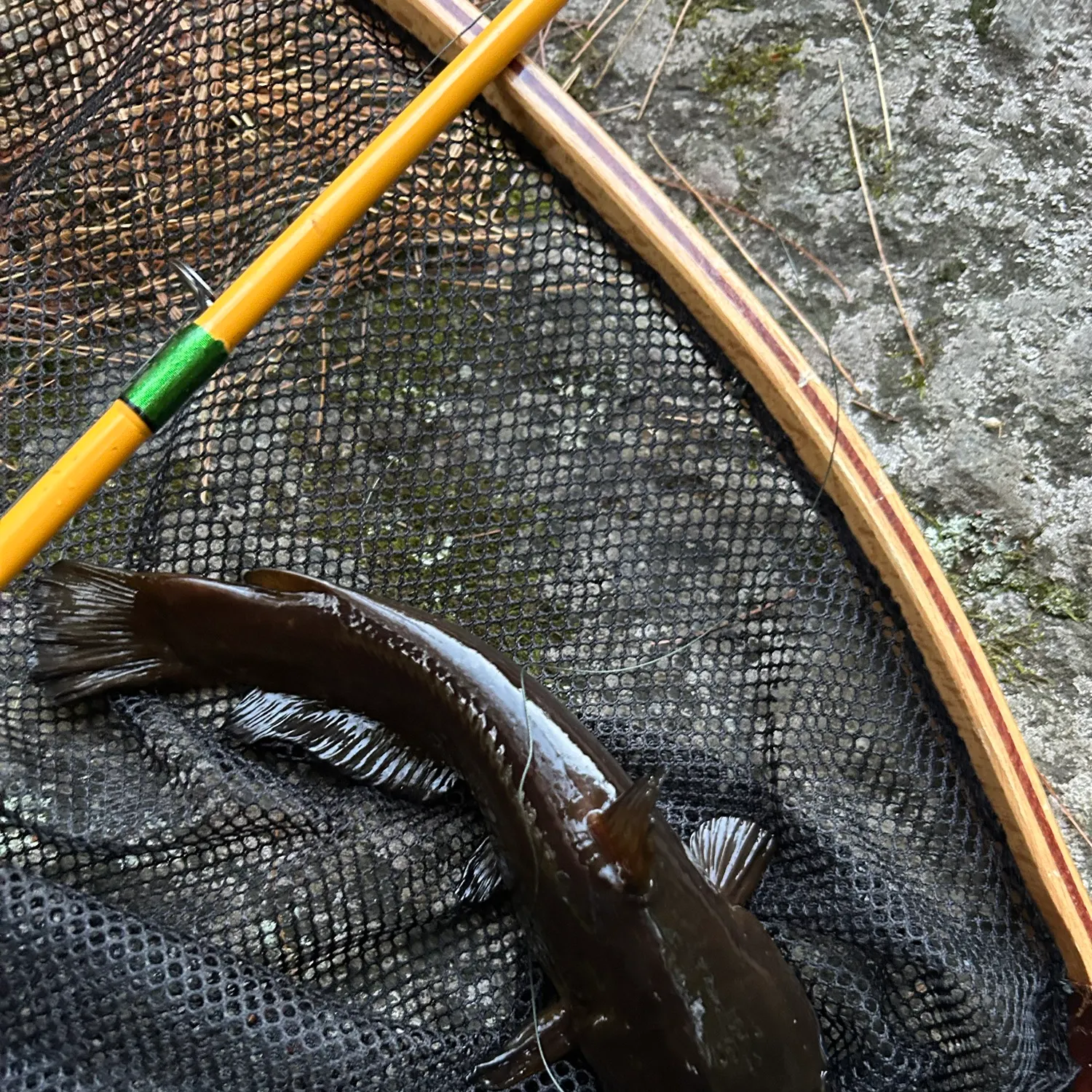 Black bullhead caught on Fishbrain