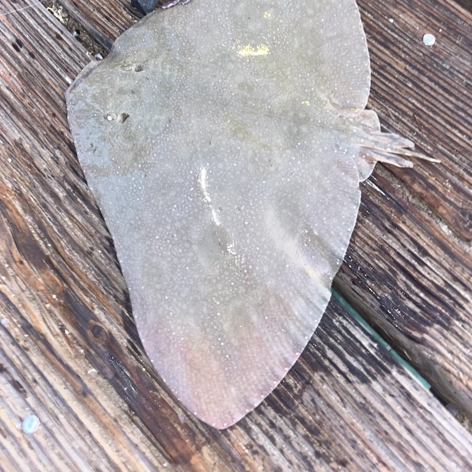 The most recent Spiny butterfly ray catches on Fishbrain