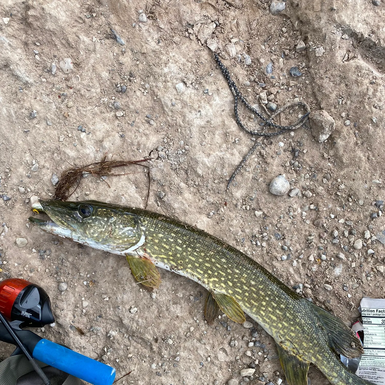 Northern pike caught on Fishbrain