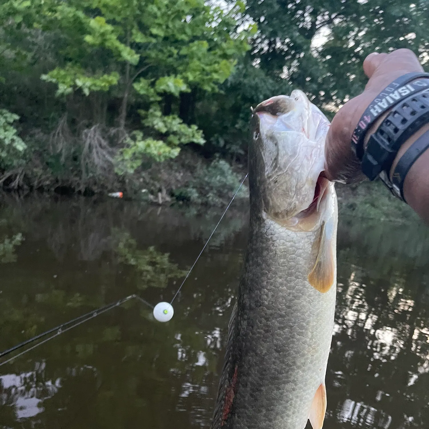 The most recent Ruddy bowfin catches on Fishbrain
