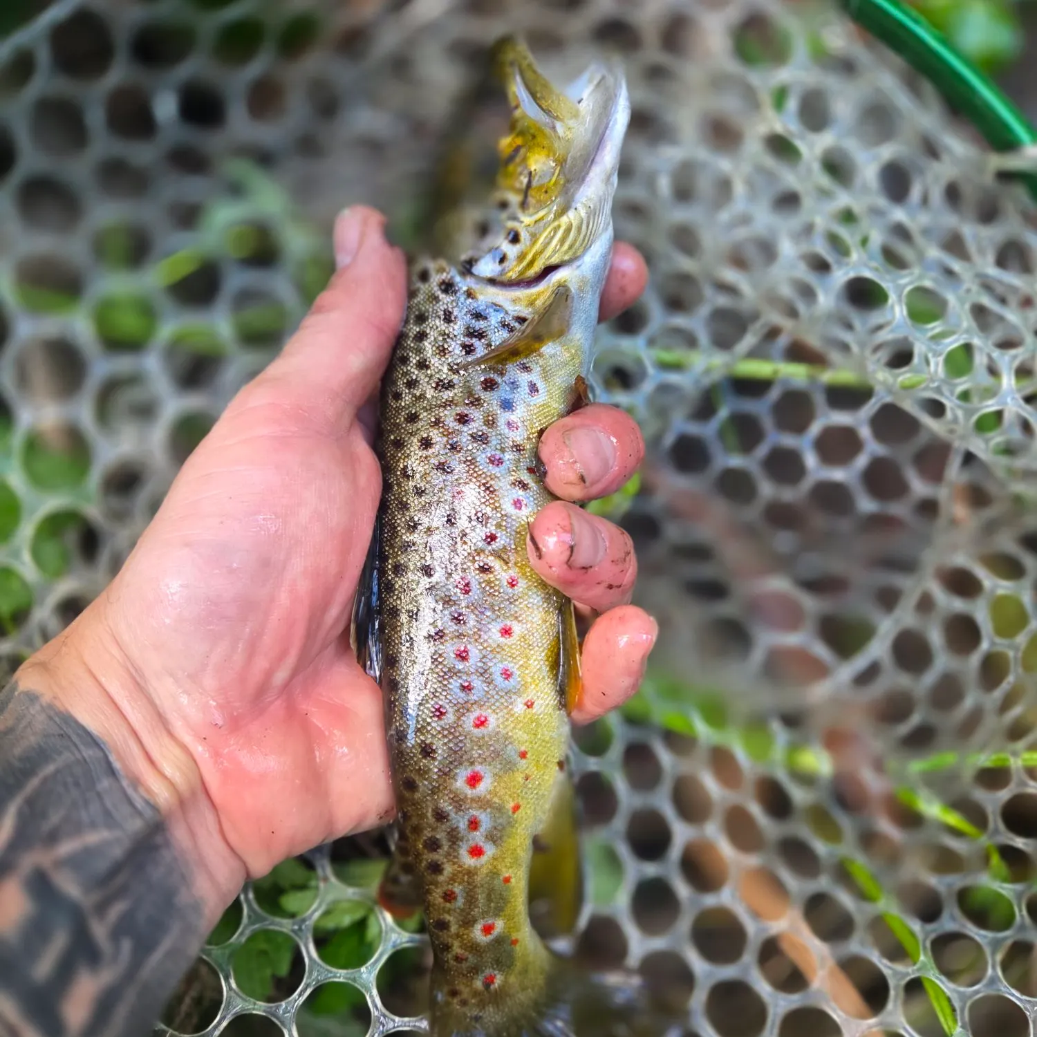 Brown trout caught on Fishbrain