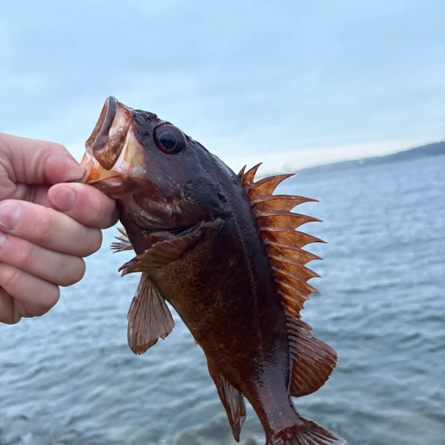 Copper rockfish caught on Fishbrain