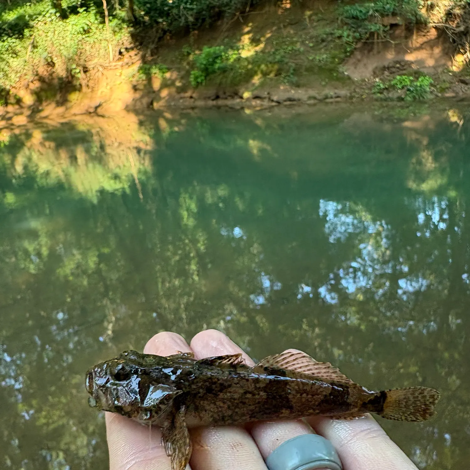 Longspined bullhead caught on Fishbrain