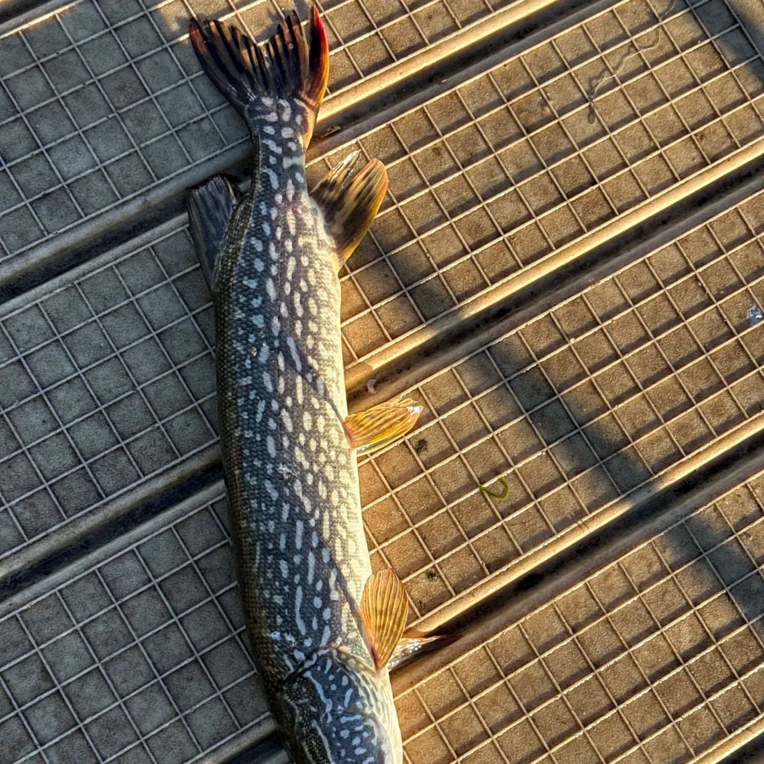 Northern pike caught on Fishbrain