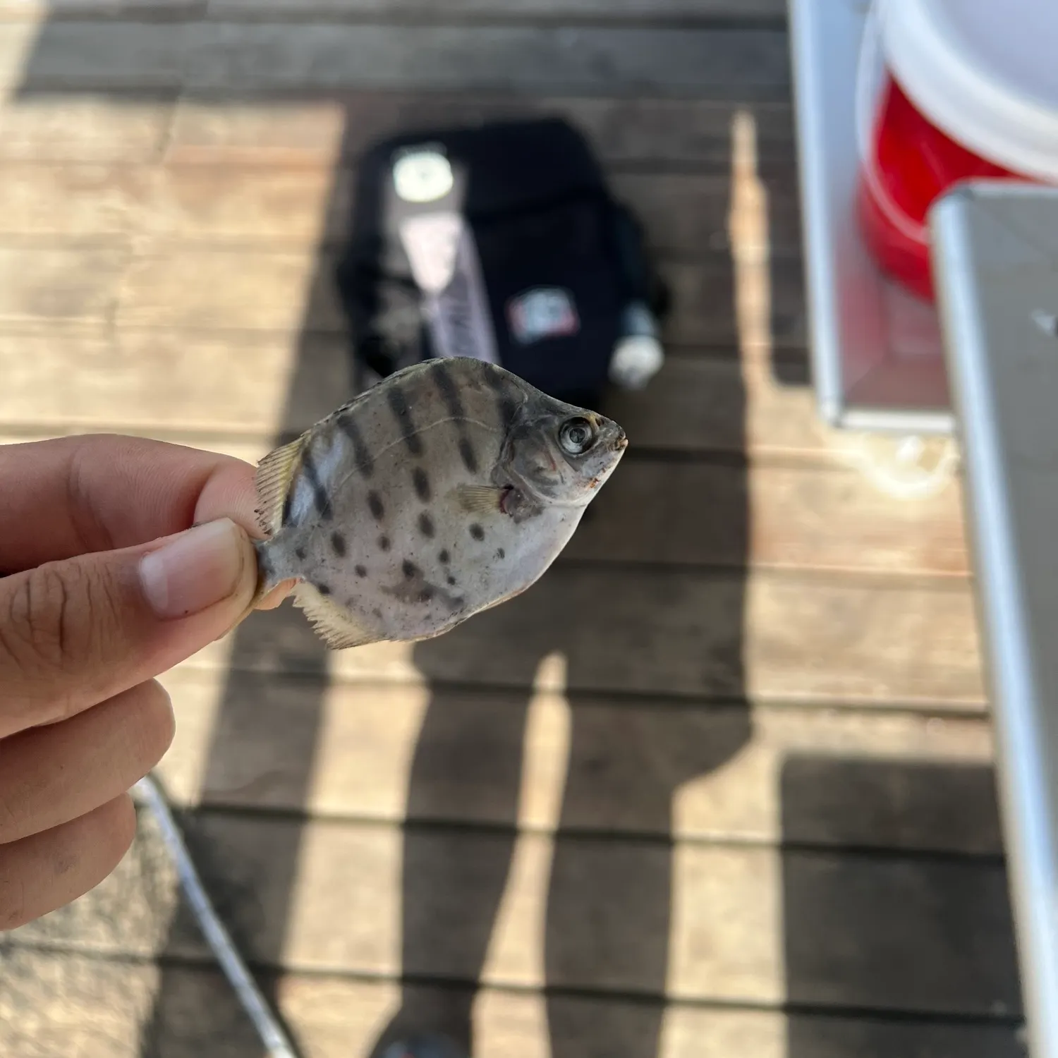 The most recent Spotted scat catches on Fishbrain