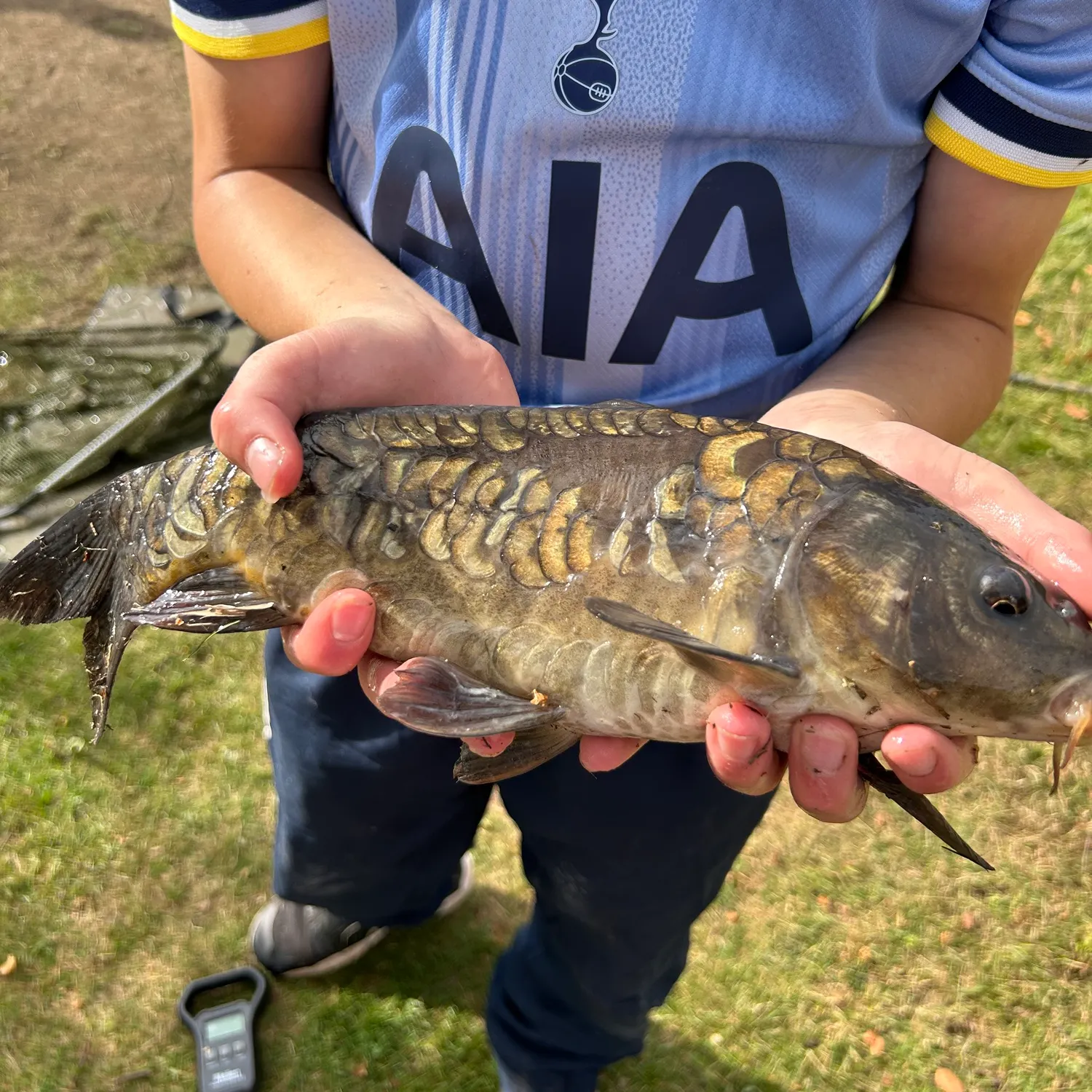 Mirror carp caught on Fishbrain