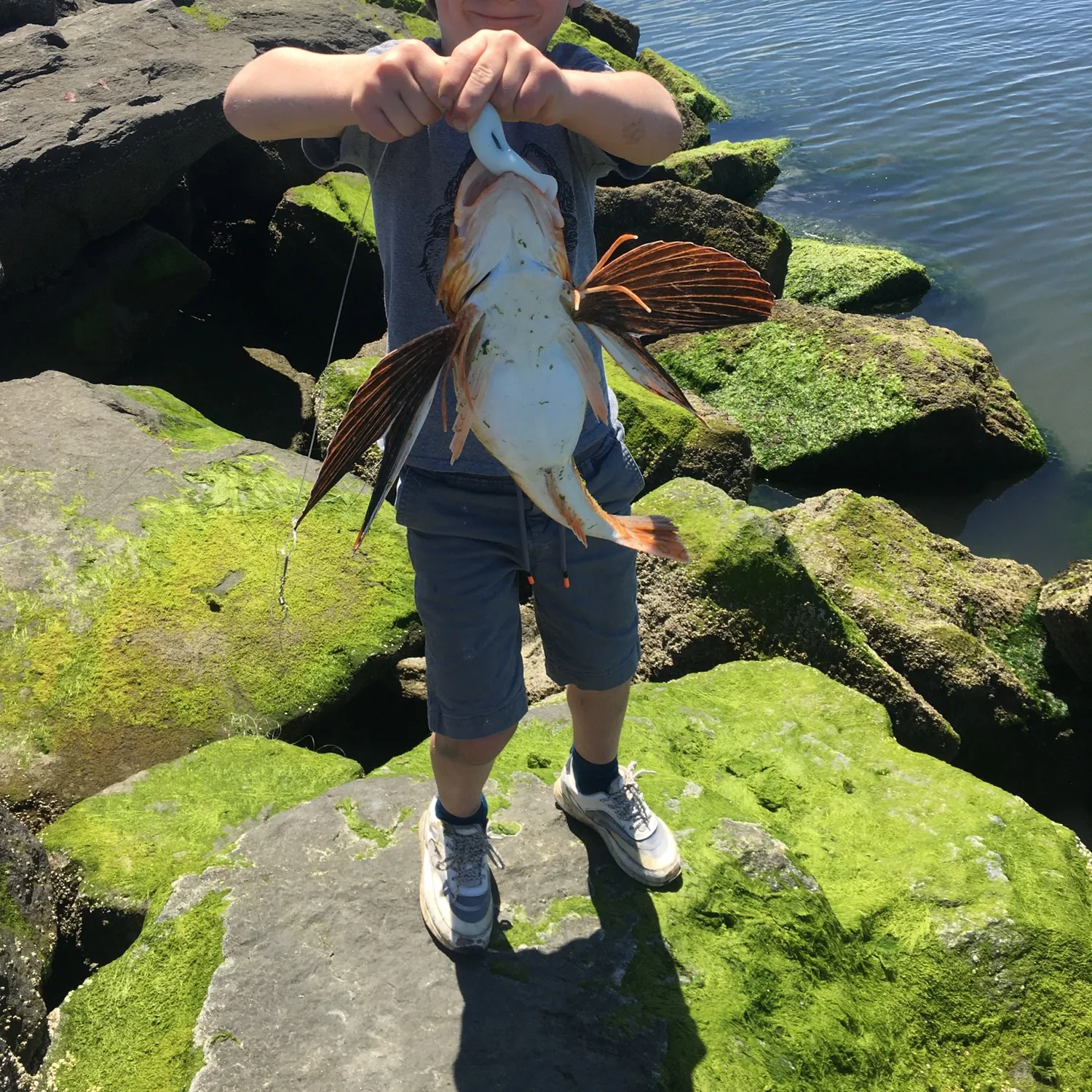 The most popular recent Striped searobin catch on Fishbrain