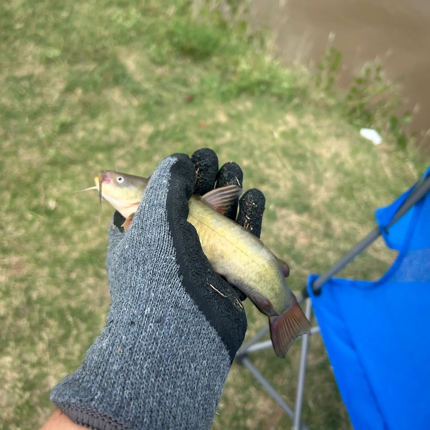 Yellow bullhead caught on Fishbrain