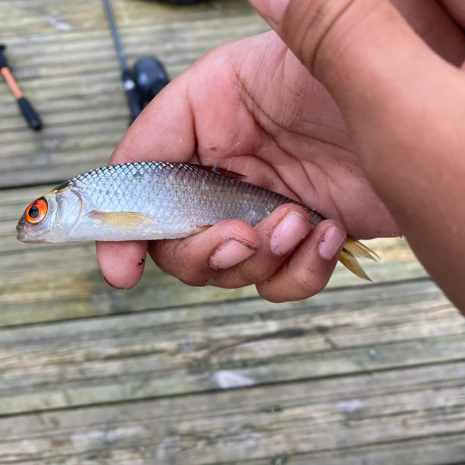 Common roach caught on Fishbrain
