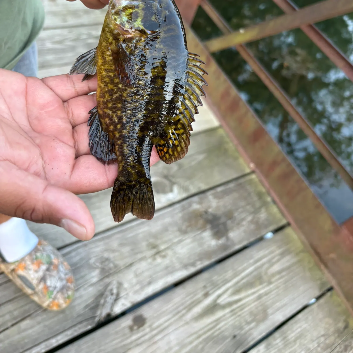 The most recent Warmouth catches on Fishbrain