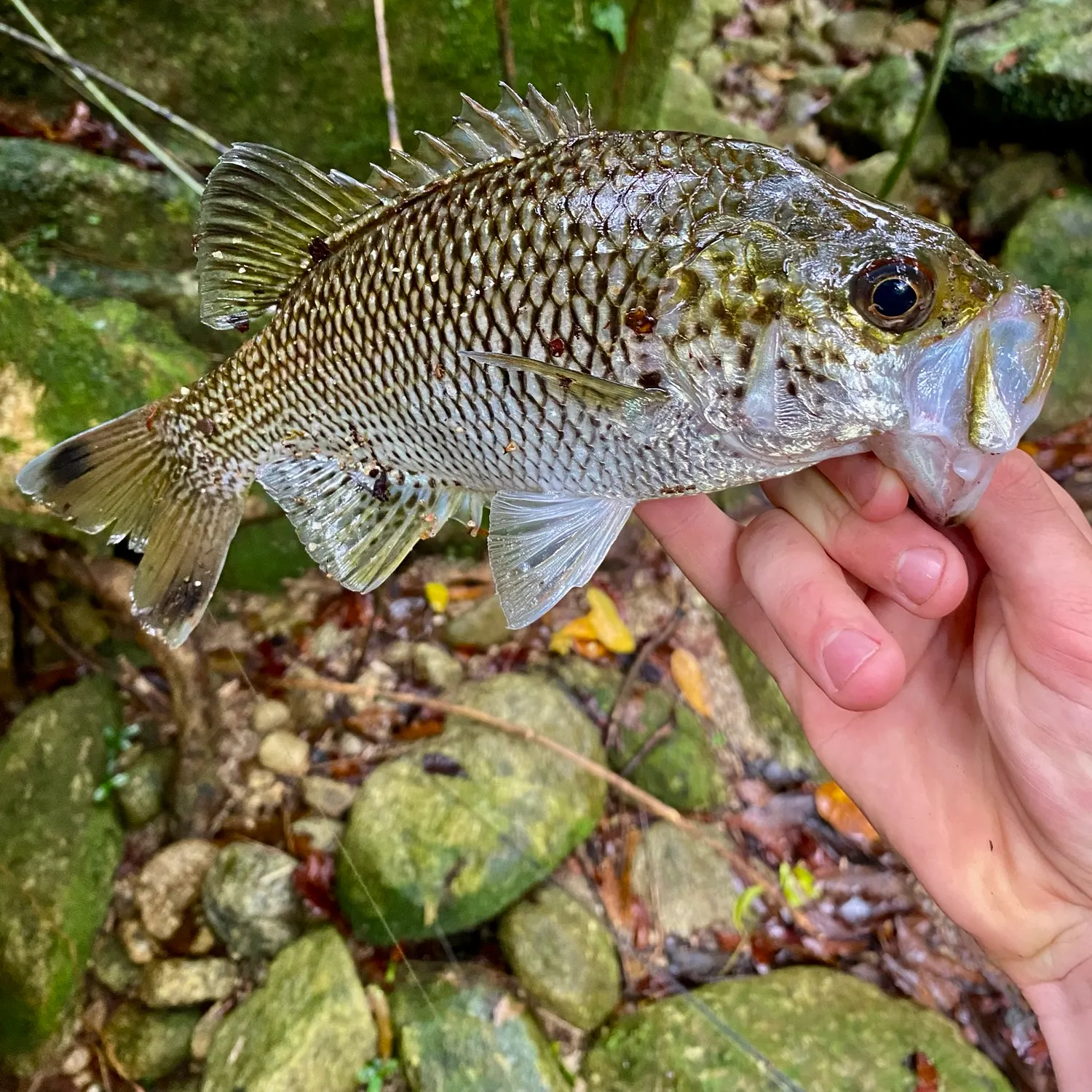 The most recent Rock flagtail catches on Fishbrain